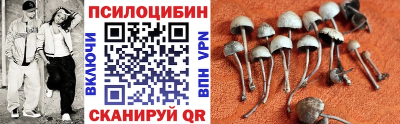 Псилоцибиновые грибы Psilocybe  Купить  Дальнереченск 